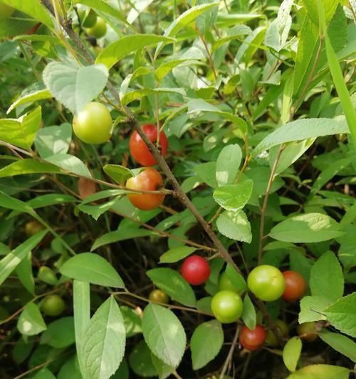 解读欧李采摘季节（品尝香甜果实）