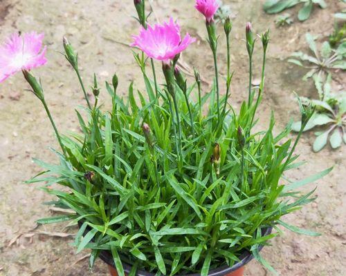 欧石竹花期及其生长习性详解（探究欧石竹花期）