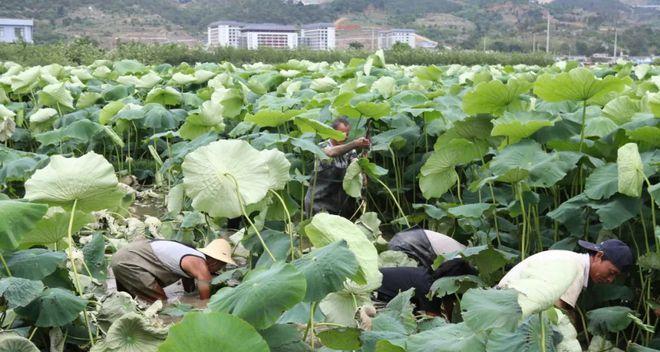 如何科学地种植藕（种植时间和方法详解）