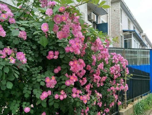 盘点喜阴爬墙花卉，轻松打造绿色生活（了解喜阴花卉的种类与习性）