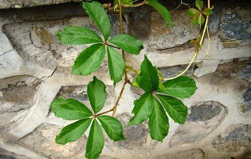 爬山虎——一种神奇的植物（探究爬山虎的功效与作用）