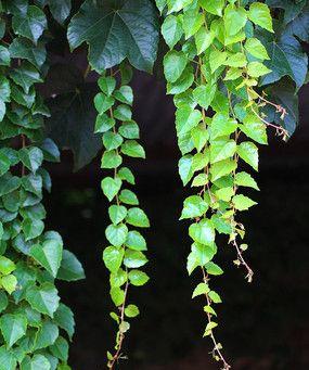 爬山虎的叶子形状特点全解析（了解爬山虎叶子的形态与特征）