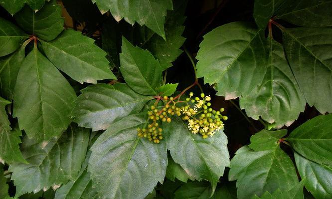 爬山虎花期及花型特点（探寻爬山虎开花之谜）