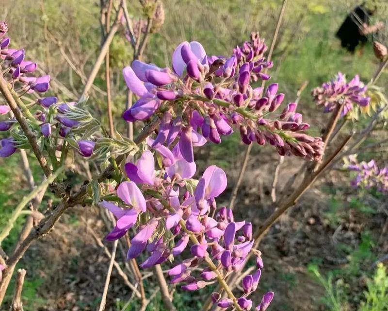 让室内空间更有生气——攀爬植物的选择与养护（如何选择适合室内环境的攀爬植物）