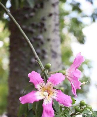 攀枝花市花是什么（从历史到现状）