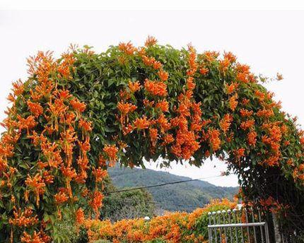 炮仗花的生长特点及花期长短（探究炮仗花的生长环境）