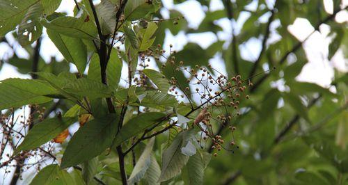 泡泡树，一种新型观叶植物的全面解析（了解泡泡树的生长、营养和特点）