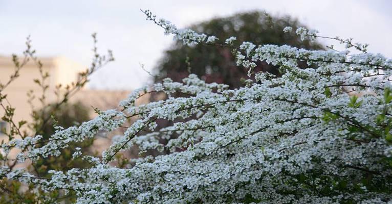 喷雪花如何度过寒冬（冬季保养秘籍）