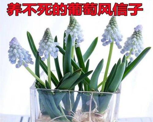 盆栽百合的种球保存和种植时间（保存种球的正确方法）