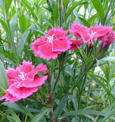 石竹花的花语与美丽（探索石竹花的花语）