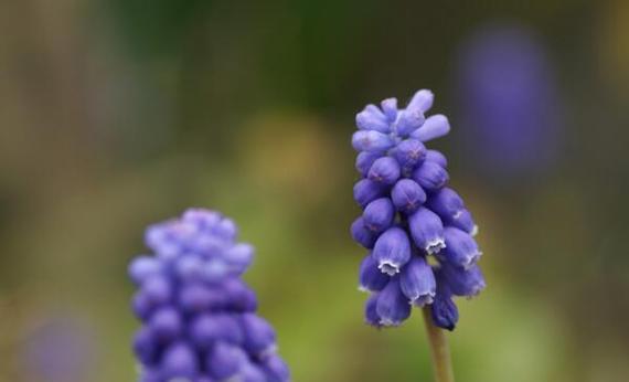 探寻世界悲伤花语的深意（传递情感的鲜花）