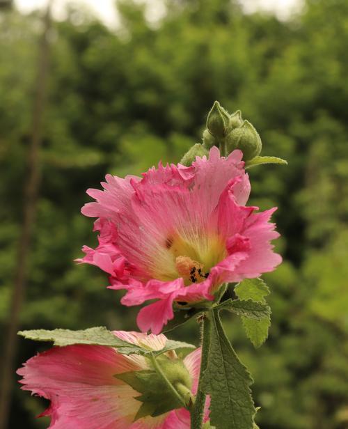 蜀葵花（以蜀葵花为象征）