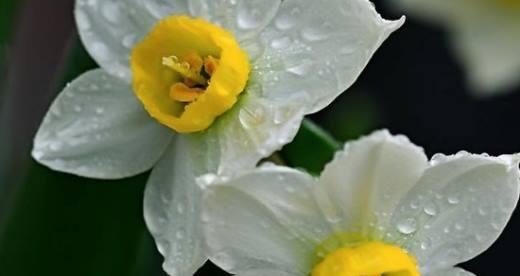 水仙花的花语与寓意（水仙花的美丽与象征）