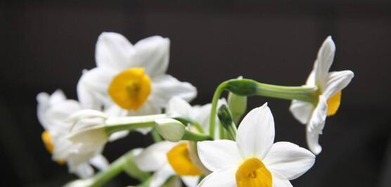 水仙花花语与寓意（探索水仙花的象征意义）