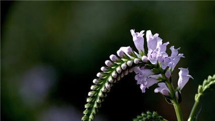 随意草的花语及其寓意（揭开随意草背后的秘密）