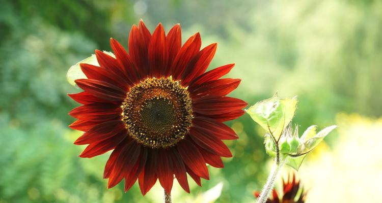 以索玛花的花语是什么（探究索玛花的含义及象征）