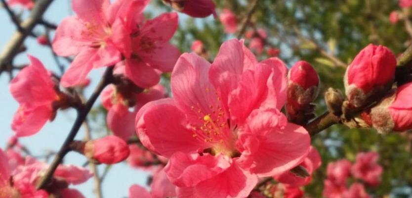 桃花花语（桃花花语解读及传统文化意义）