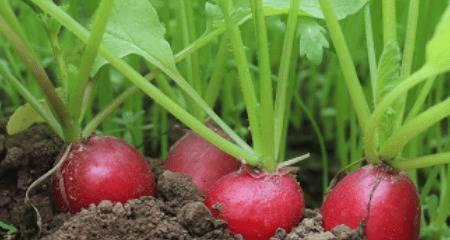 胡萝卜的种植技巧（从播种到收获的全程指南）