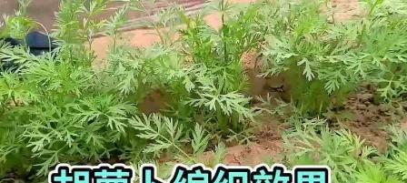 胡萝卜种植间距的合理设置（掌握行距和株距）