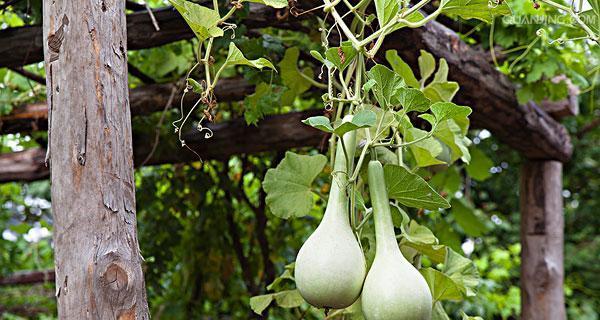 葫芦开花时间及特点（从种植到开花）