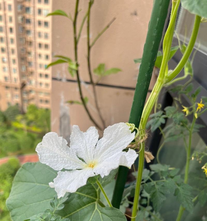 葫芦开花结果的季节与特点（探究葫芦花期、结实期和营养特点）