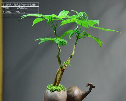 葫芦的花盆种植方式（在家也能享受葫芦的美妙）