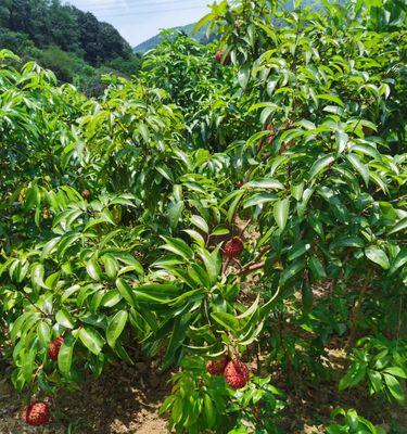 湖北适合种荔枝树吗（荔枝树在湖北的适应性和种植要点）