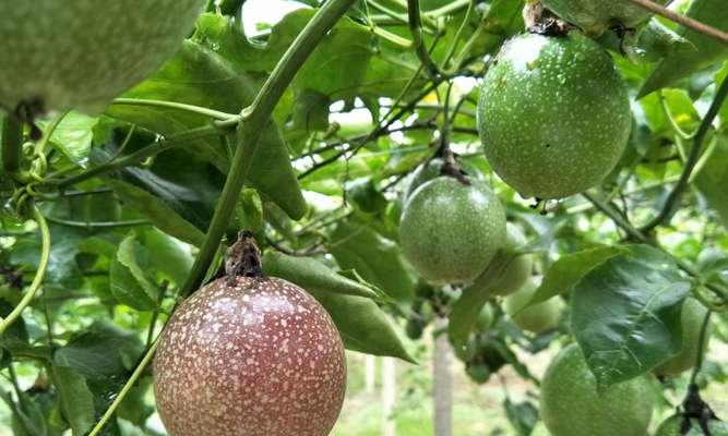 湖南适合种植百香果树的原因（探究百香果树在湖南的生长条件和优势）