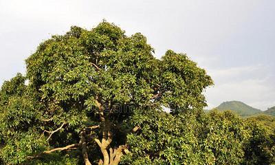 湖南荔枝树种植现状与发展前景（荔枝树在湖南的适应性与经济效益分析）