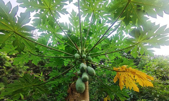 湖南适宜种植木瓜树（木瓜树在湖南的生长条件和种植要点）