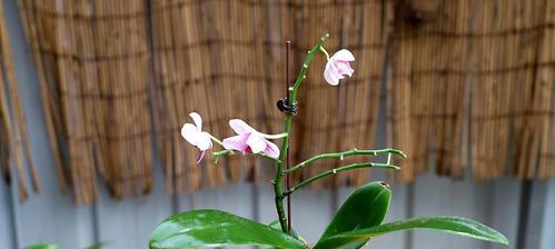 蝴蝶花开花时间分析（春季盛开）