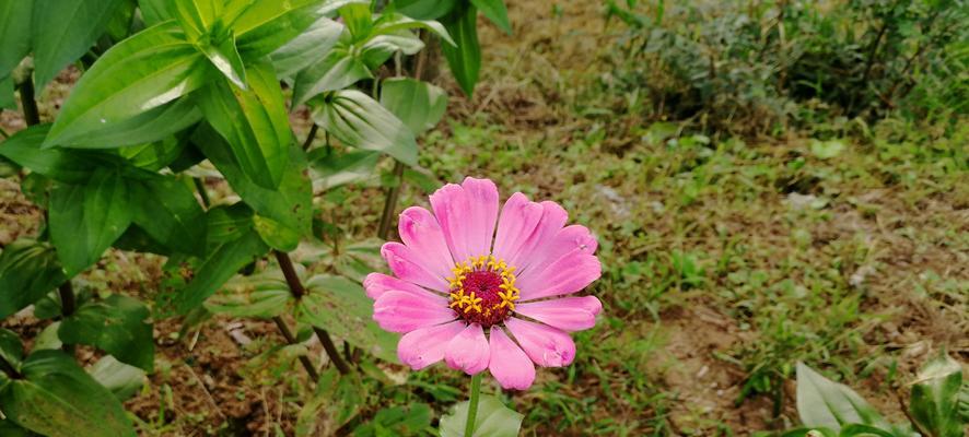 花朵的平凡之美（探寻花朵背后的生命之道）