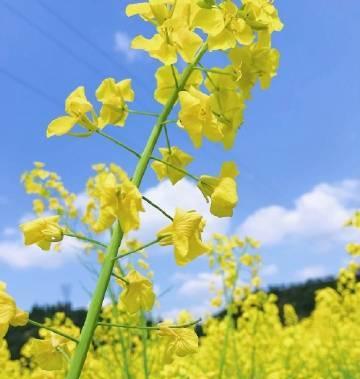 七宗罪之花（揭开人性的丑恶面纱）