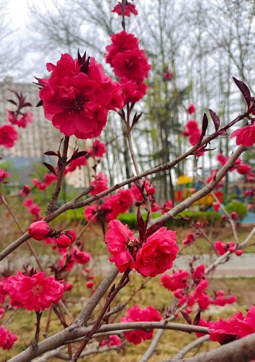 热情洋溢的花朵（以鲜花为代表）