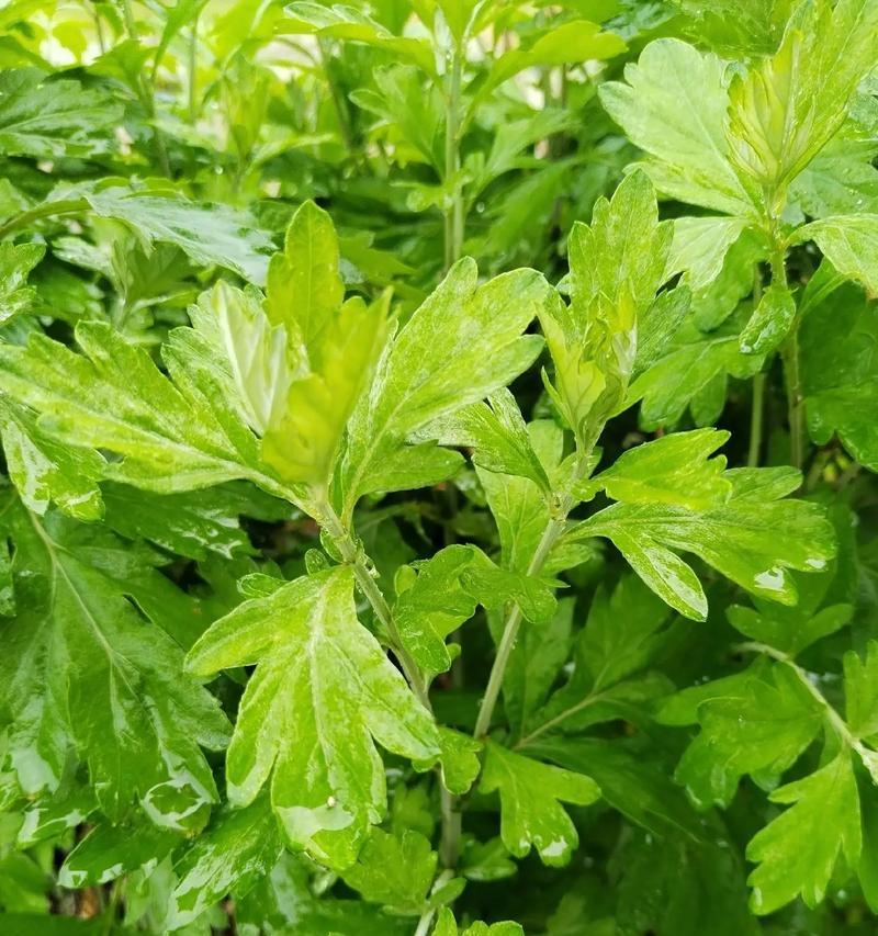 四季花开，植物常绿（揭秘代表四季的植物及其美丽之处）