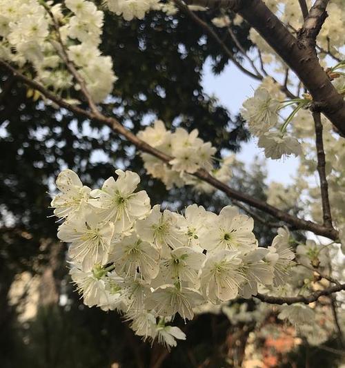 寄托心灵的花语——意难平的花（以花为媒）