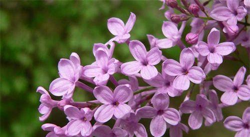 丁香花的象征意义与寓意（探索丁香花的文化内涵及象征意义）