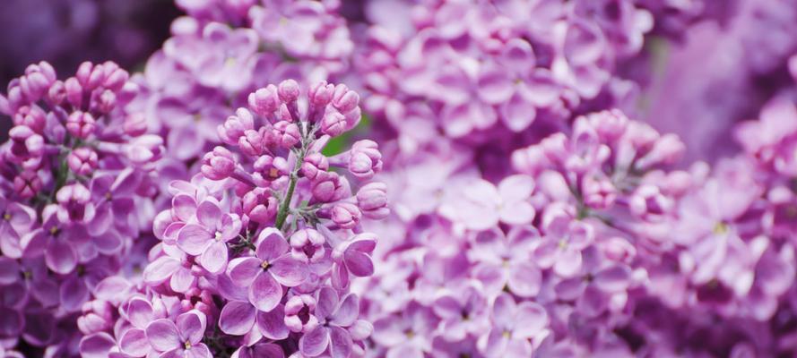 丁香花语的深意与象征（丁香花的柔美与坚韧）