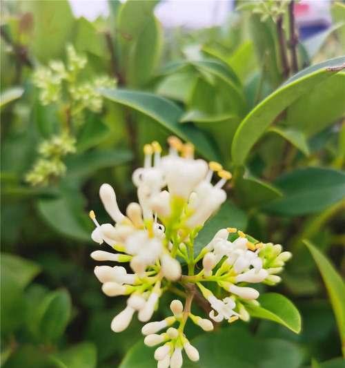 以冬青开花，风水寓意大好（迎来繁荣昌盛）