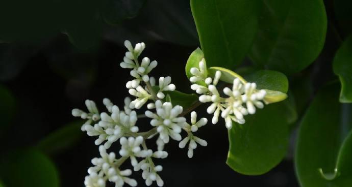 冬青花开，寓意盛世芬芳（探寻冬青花开的象征意义与花语）