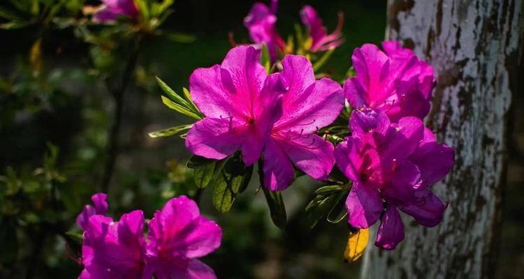 杜鹃花的花语与寓意（探寻杜鹃花花语的含义及象征）