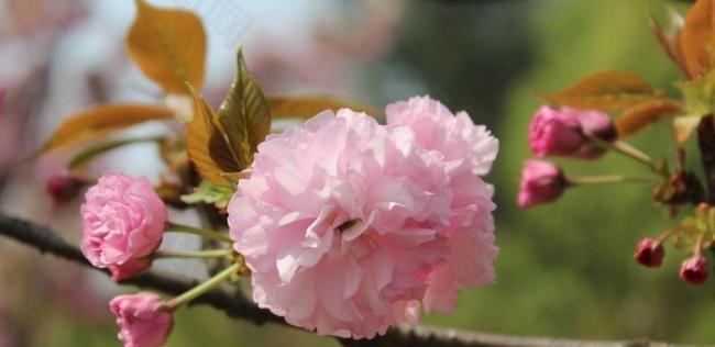 粉色樱花的花语与意义（浪漫）