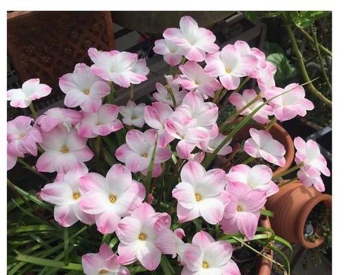 风雨花的花语和寓意（风雨花）