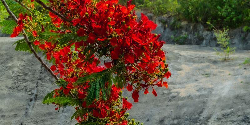 凤凰花的寓意和象征（追寻生命之火——凤凰花的美丽和哲理）