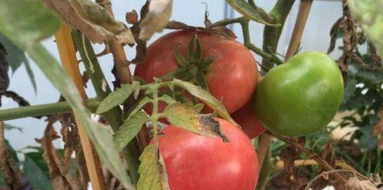 12月份适合种植的菜品推荐（冬季采菜不断）