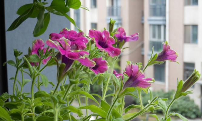 矮牵牛花的花期与生长特点（一朵花为何如此迷人——详解矮牵牛花的花期和生长特点）