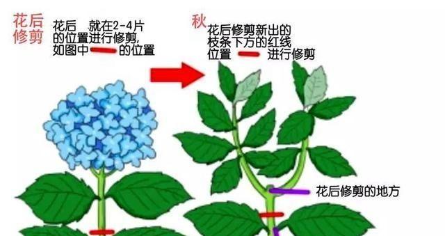 矮牵牛修剪指南（打造美丽花坛）