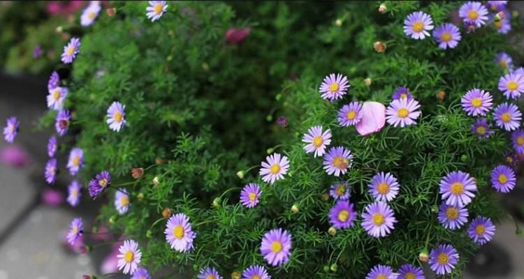 矮生花卉，小巧精致的花园之选（探秘矮生花卉的种类与养护技巧）