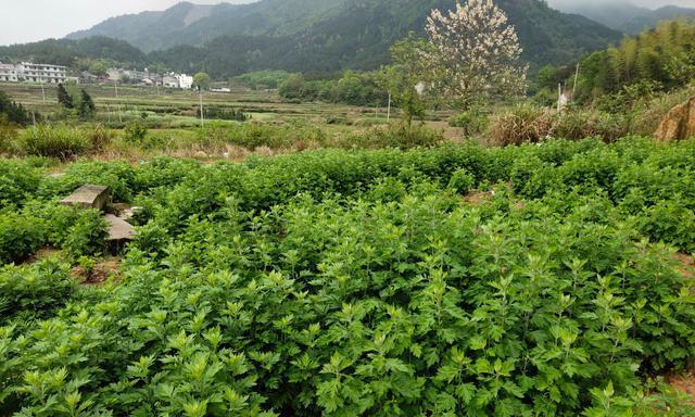 艾草种植指南（最佳时间）