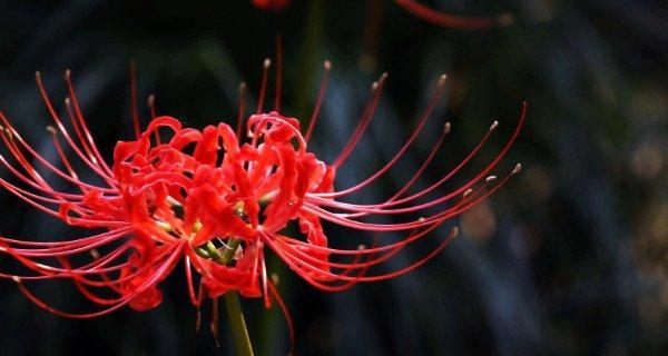 诠释伤感的花语，深情凋谢如画（透析伤感的花语）